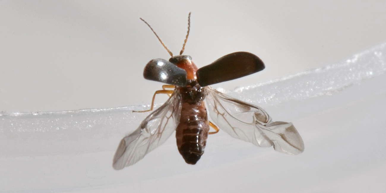 Malachiidae: Hypebaeus sp.